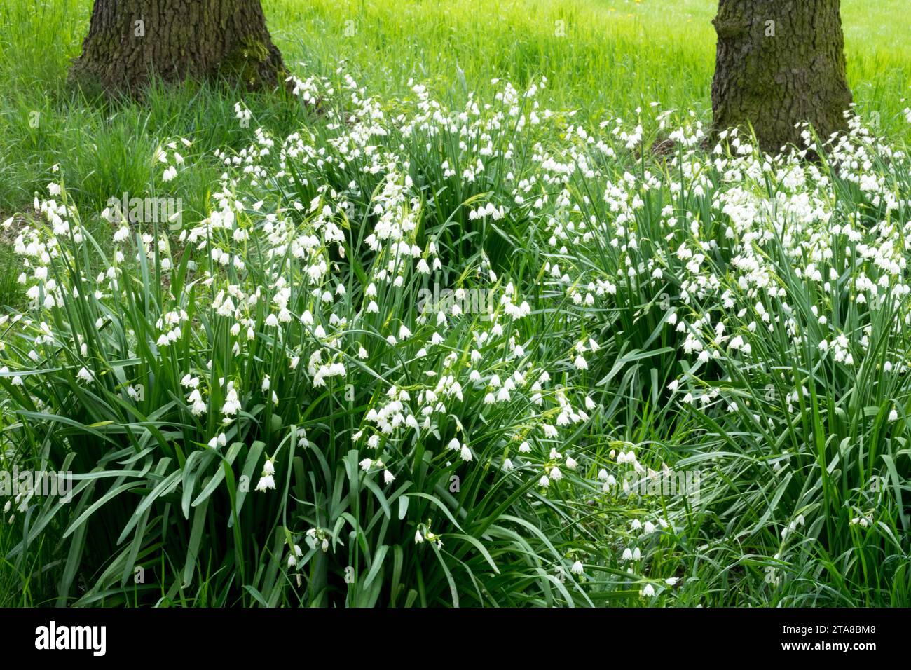 カシニョール 、【BUNCH OF FLOWERS IN MEADOW】 カシニョール FLOWERS MEADOW】 OF 、【BUNCH IN