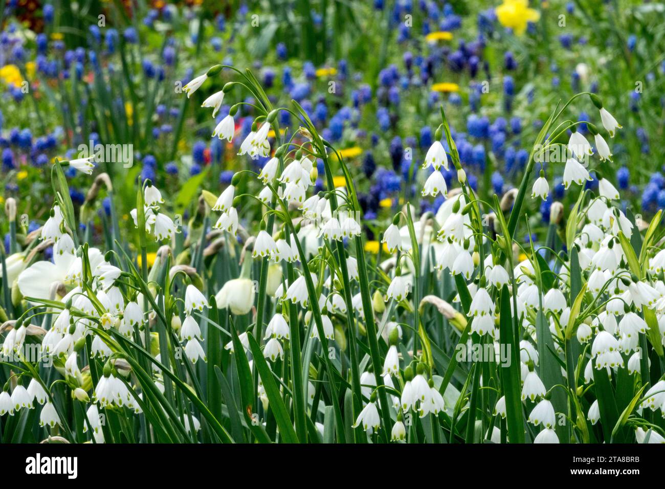 White, Blue, April, Flowers, Leucojum aestivum, Grape hyacinth, Meadow, Spring, plants Stock Photo