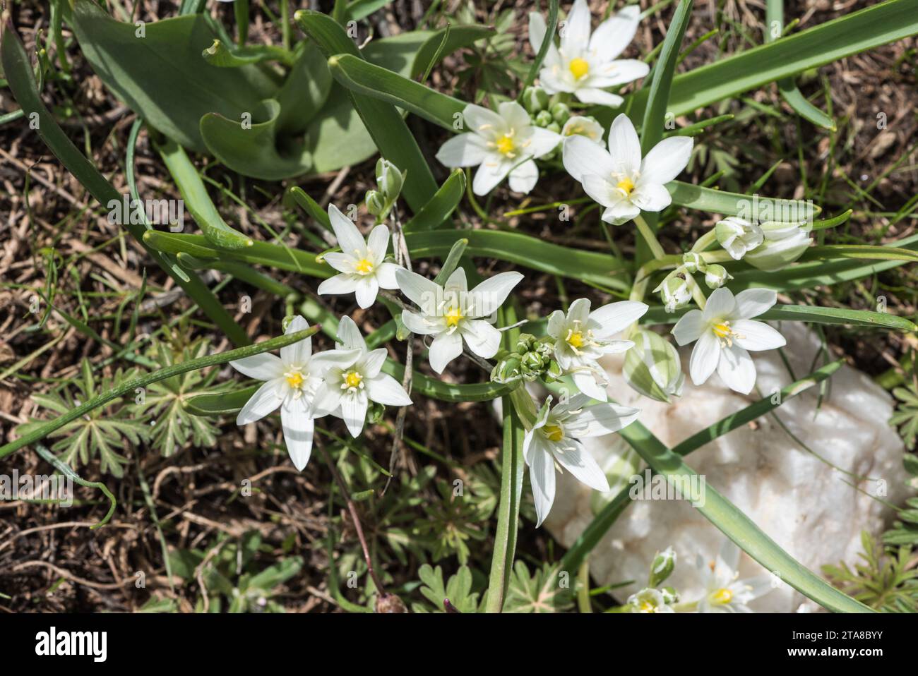 Flowers of Ornithogalum armeniacum on Honaz Dagi, Turkey Stock Photo
