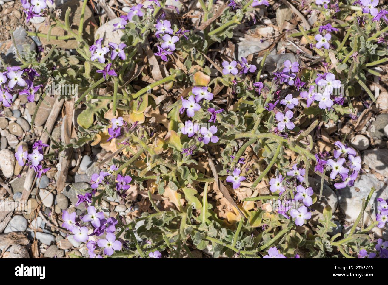 Flowers of the halophyte Three-horned Stock (Matthiola tricuspidata) in Turkey Stock Photo