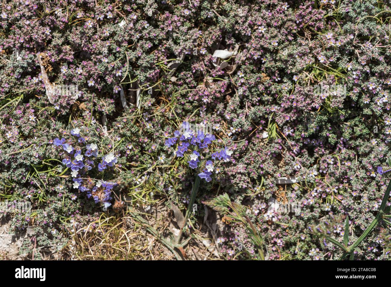 Flowers of a sea-lavender, Limonium sinuatum, at Knidos in Turkey Stock Photo