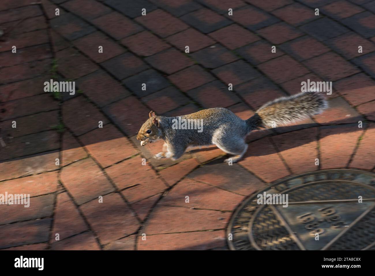 A running Grey Squirrel (Sciurus carolinensis) with a nut in its mouth Stock Photo