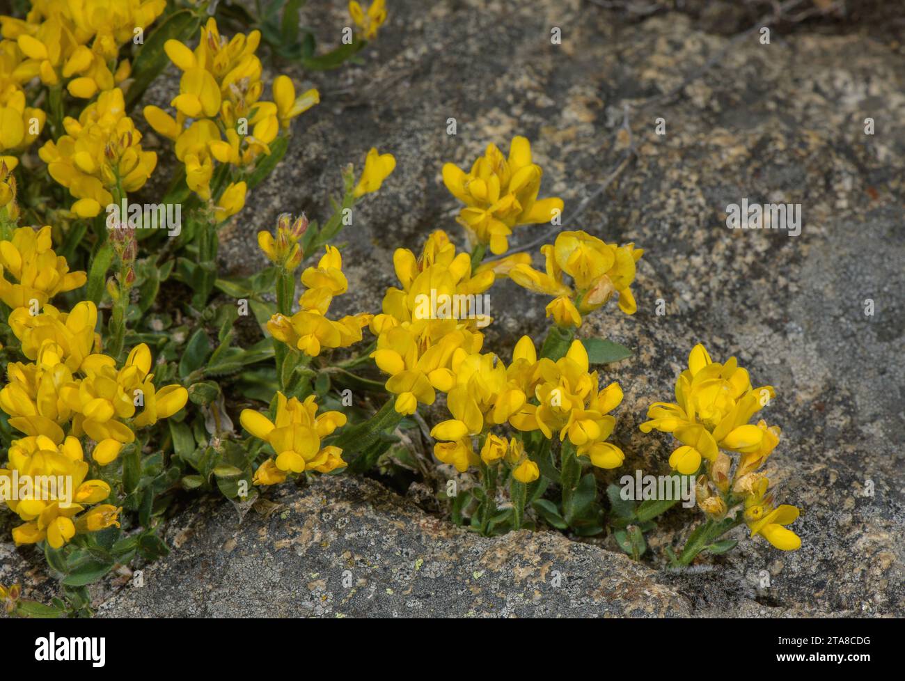Winged broom, Genista sagittalis, in flower in crevice of granite cliff, Pyrenees. Stock Photo