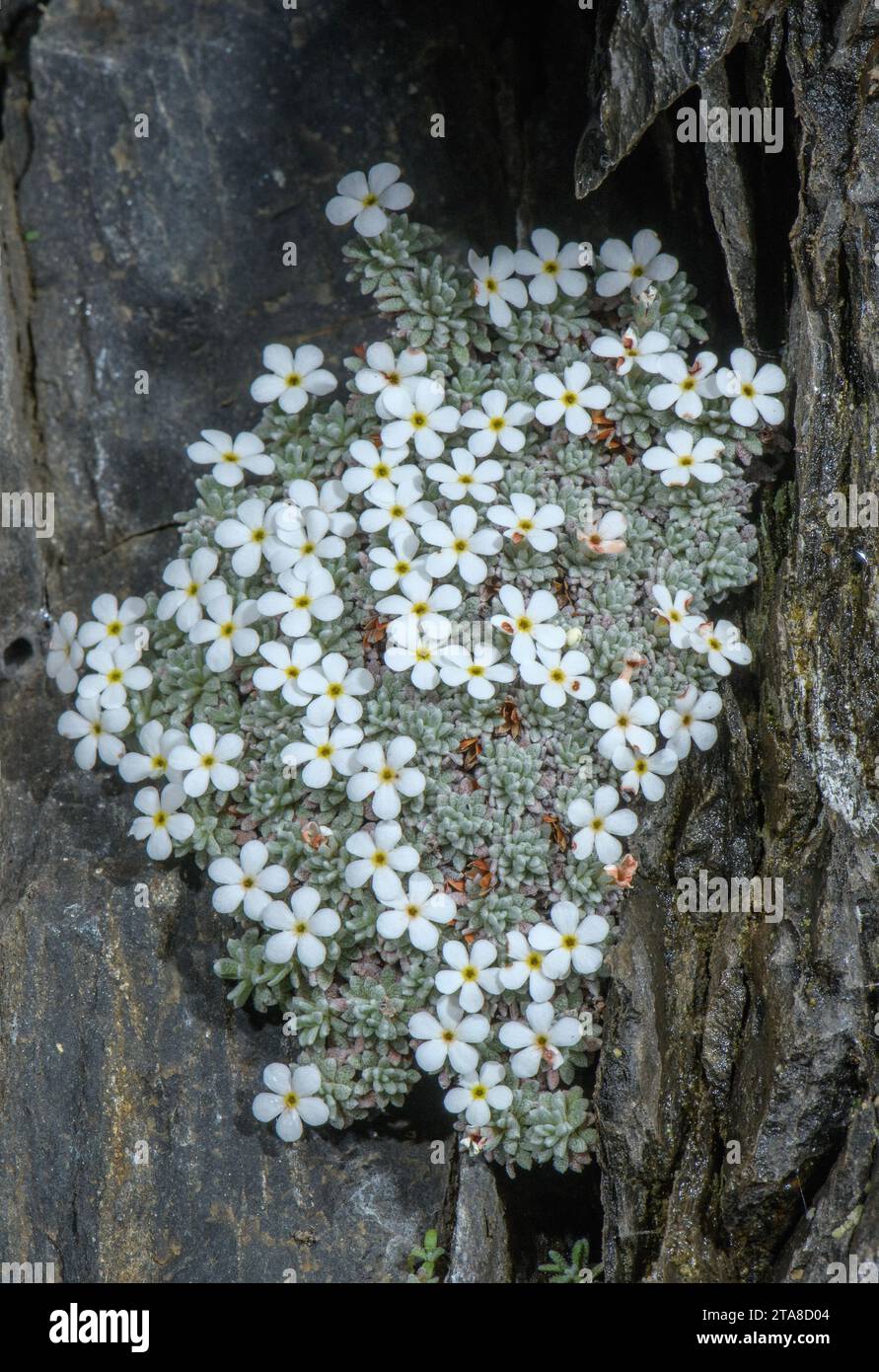 Androsace cylindrica hi-res stock photography and images - Alamy