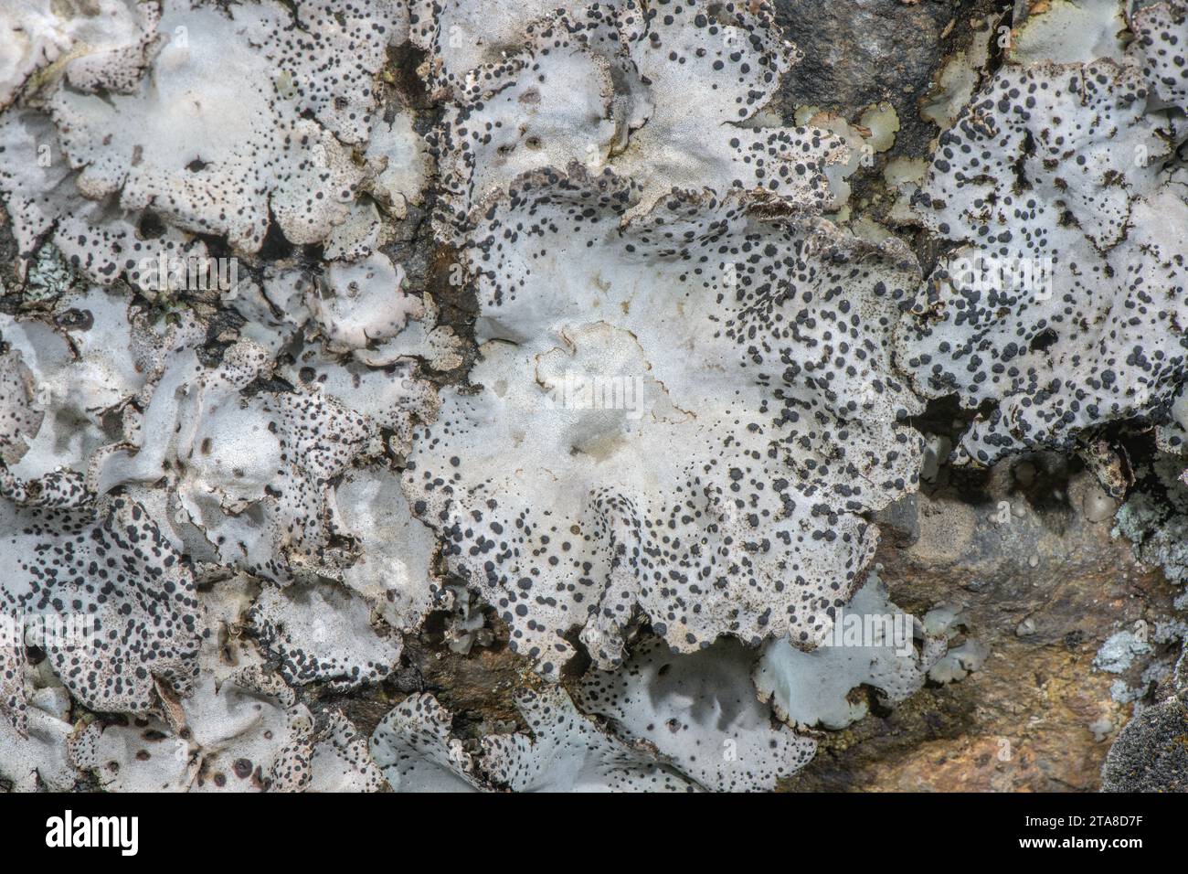 Crusty navel lichen, Umbilicaria crustulosa, on acid rock-face, high in the Pyrenees; Andorra Stock Photo