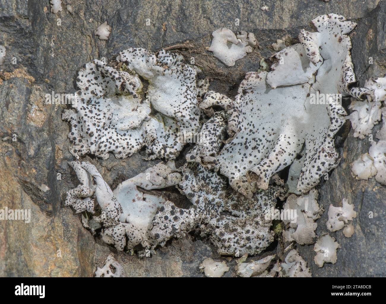Crusty navel lichen, Umbilicaria crustulosa, on acid rock-face, high in the Pyrenees; Andorra Stock Photo