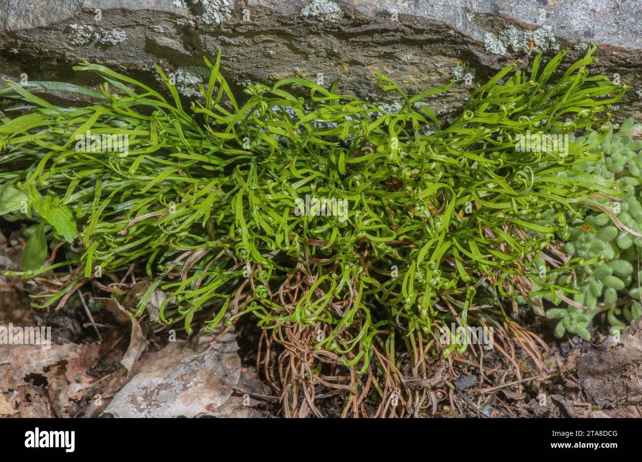 Forked Spleenwort, Asplenium septentrionale, growing in crack in acid rock. Stock Photo