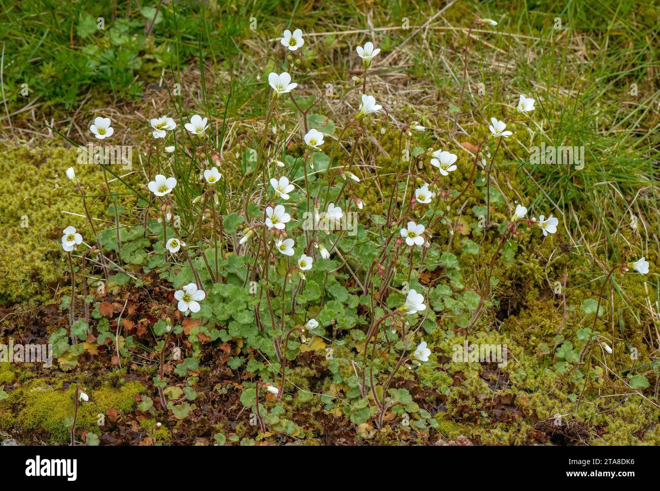 Clump of Meadow Saxifrage, Saxifraga granulata, in flower. Stock Photo