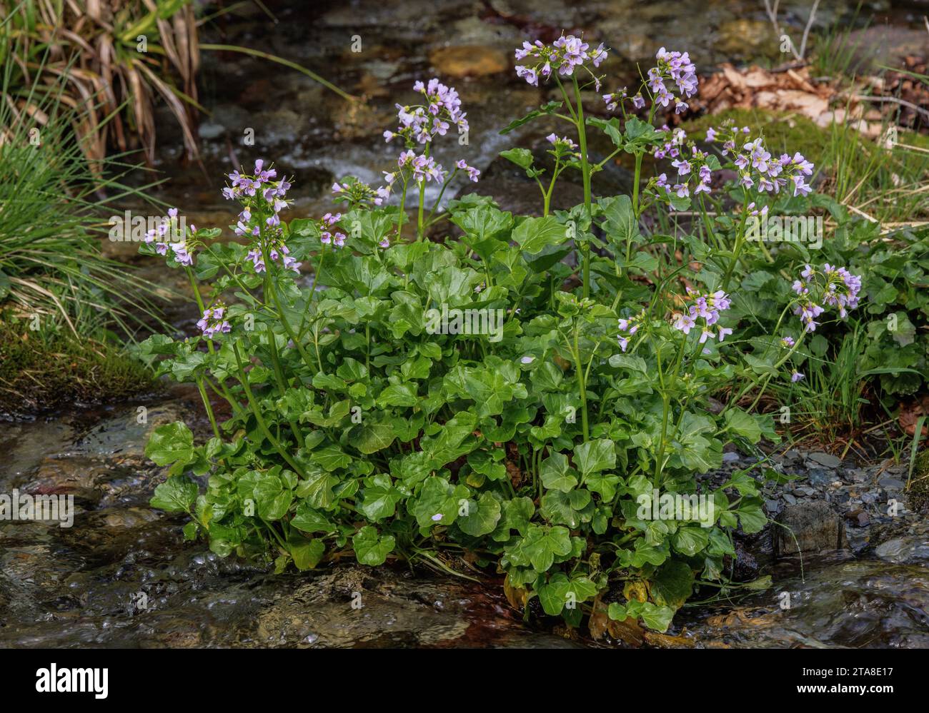 Broad leaved cuckoo flower, Cardamine raphanifolia, growing in a stream, in flower, in the Pyrenees. Stock Photo