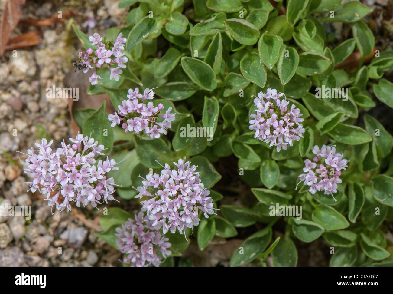 A hybrid alpine Valerian, Valeriana x suendermanii, (Valeriana montana ...