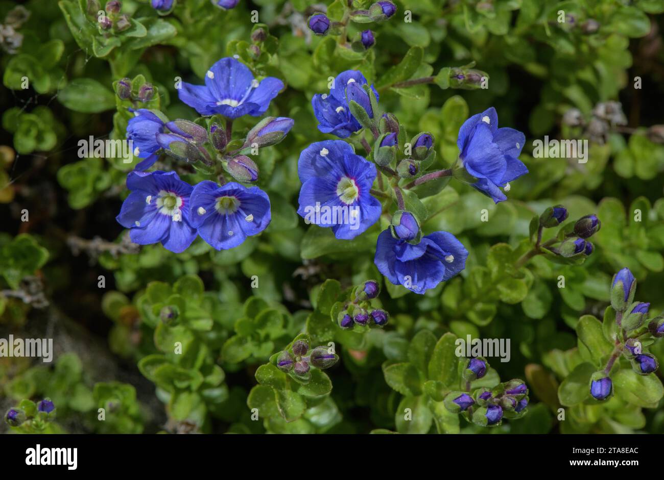 Native speedwell hi-res stock photography and images - Alamy