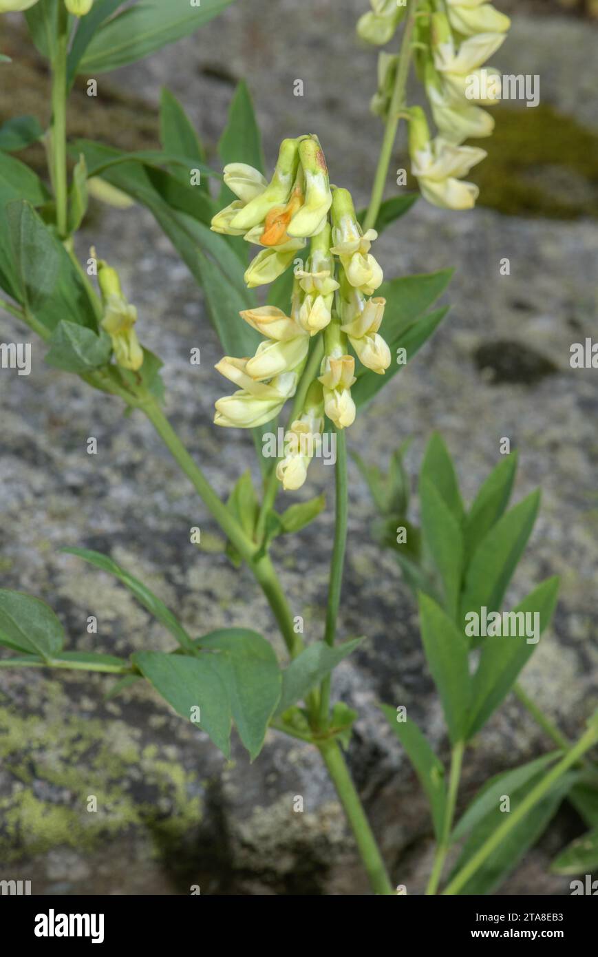 A mountain vetchling, Lathyrus ochraceus ssp. occidentalis, in flower in the Alps. Stock Photo