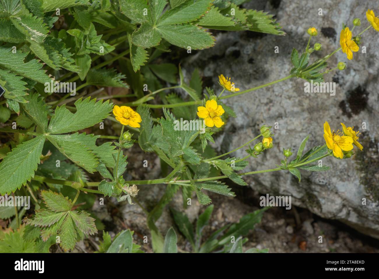 Dauphine Cinquefoil, Potentilla delphinensis, in flower in the french Alps. Endemic. Stock Photo