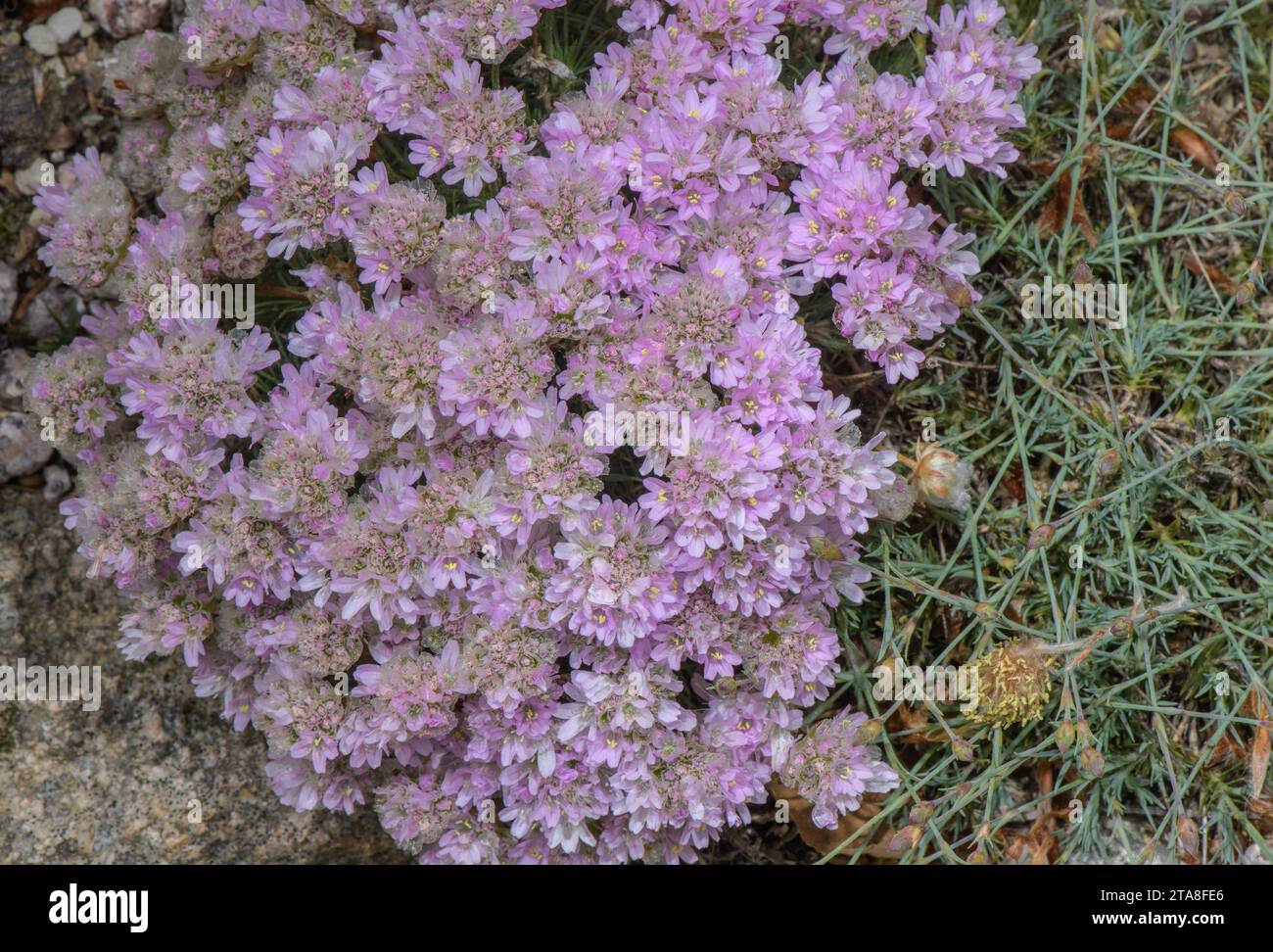 Juniper-leaved thrift, Armeria caespitosa, in flower; central Spain. Stock Photo
