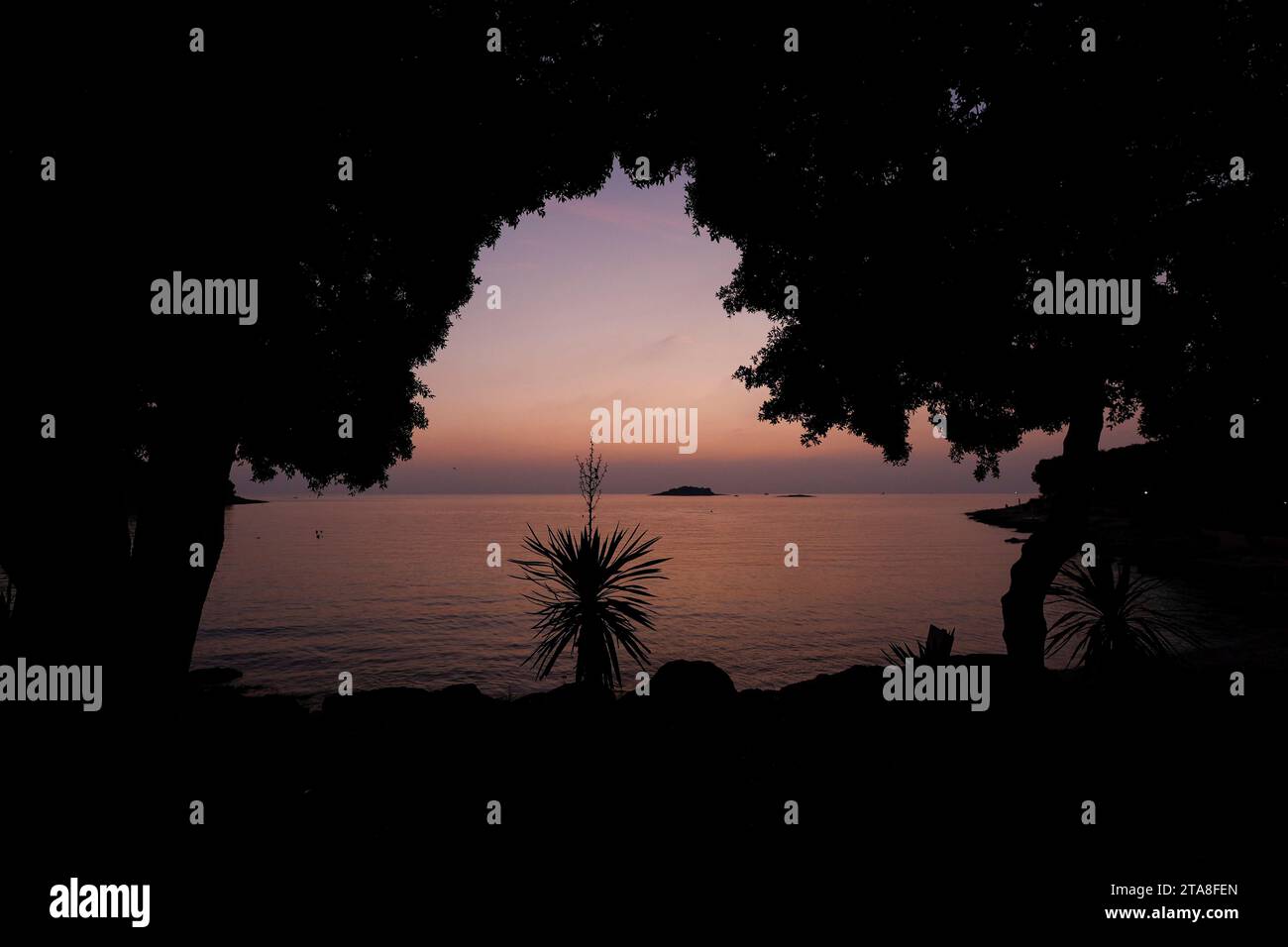 Silhouette of plant on the shore of the bay just after sunset,Vrsar, (Orsera), Istria, Croatia Stock Photo
