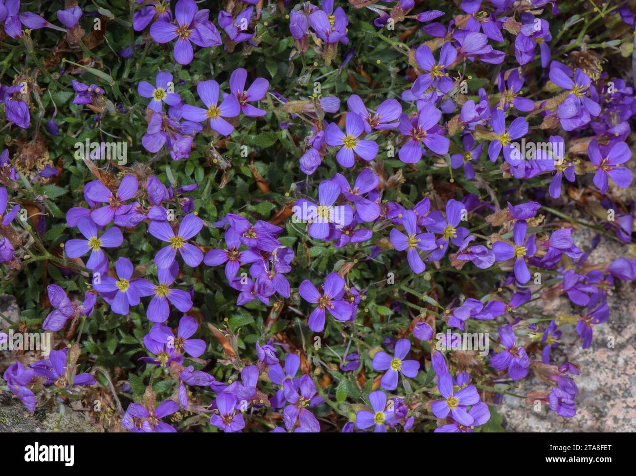 Aubrieta gracilis, in flower from Greece and Balkans. Stock Photo