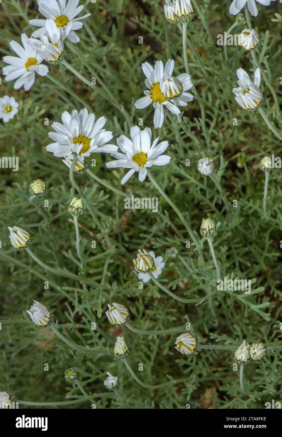Cretan mat daisy, Anthemis cretica ssp. cretica, in flower in spring. Stock Photo