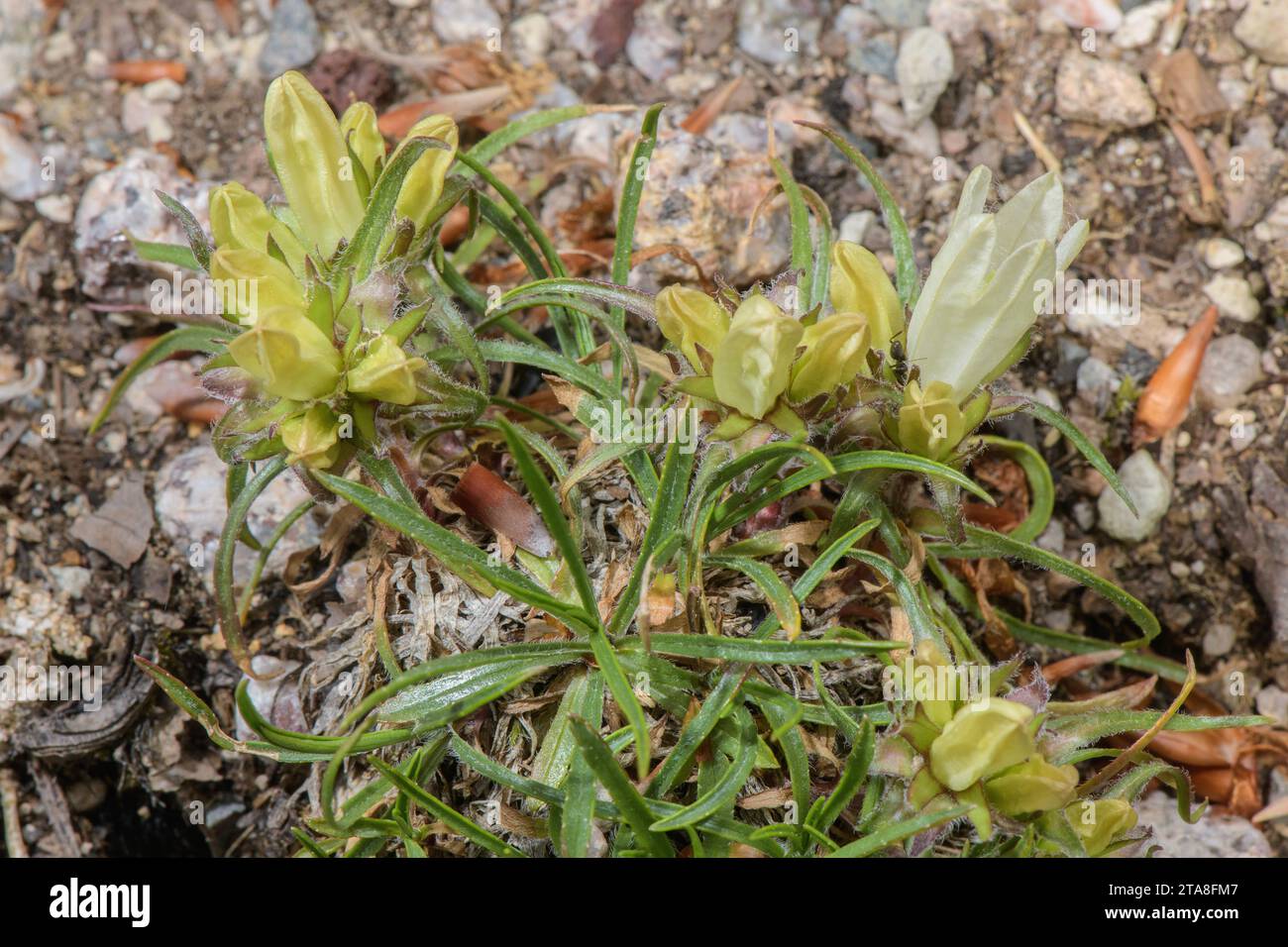 A bellflower-relative, Edraianthus niveus, in flower, from Bosnia-Herzegovina. Stock Photo