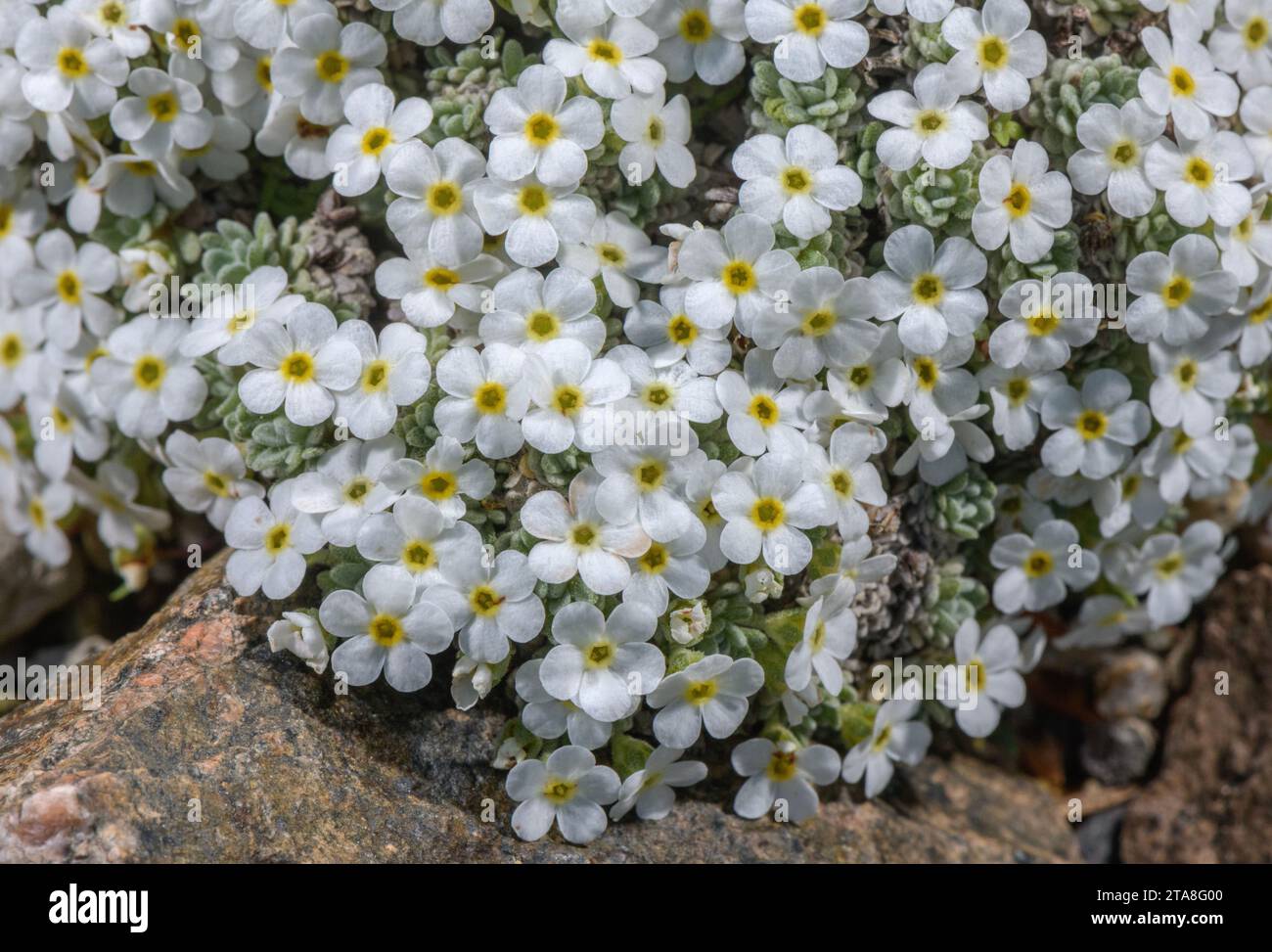 Vandelli's Rock-Jasmine, Androsace vandellii, in flower in the Swiss Alps. Stock Photo