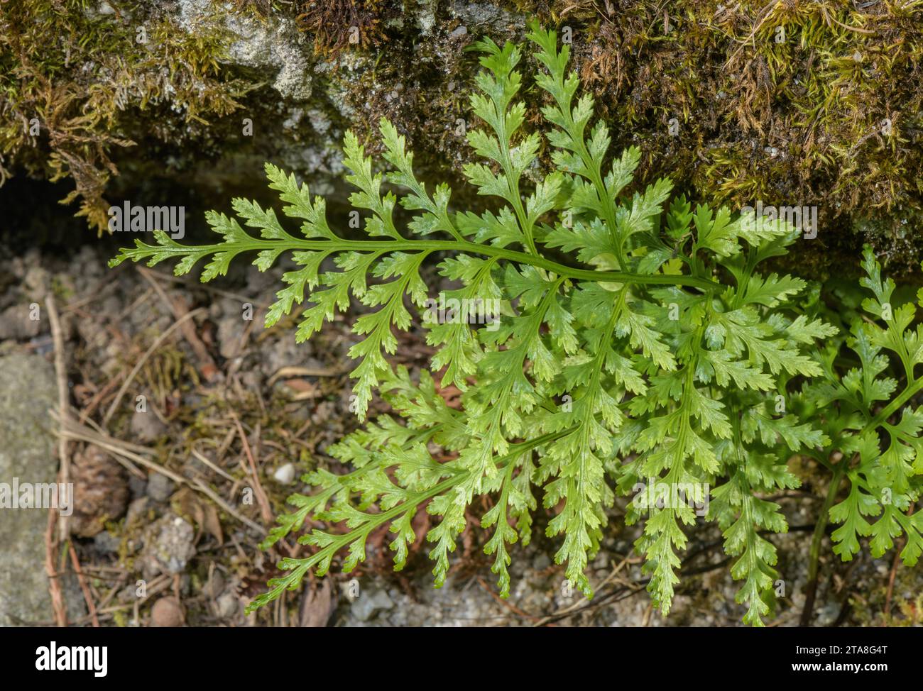 Irish spleenwort or Western black spleenwort, Asplenium onopteris frond. Stock Photo