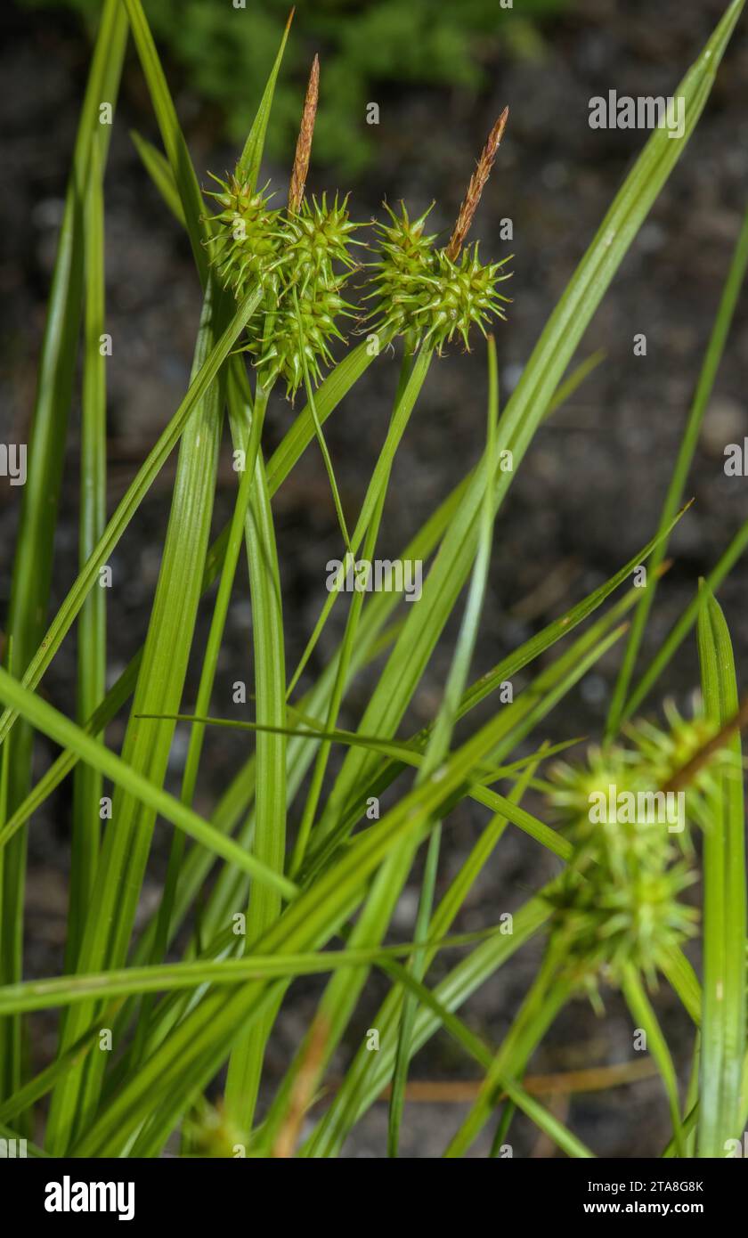 Large Yellow-sedge, Carex flava, in flower in damp pasture. Stock Photo