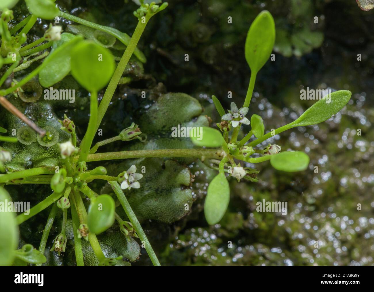 Mudwort, Limosella aquatica, in flower in damp mud on pond edge. Uncommon in UK. Stock Photo