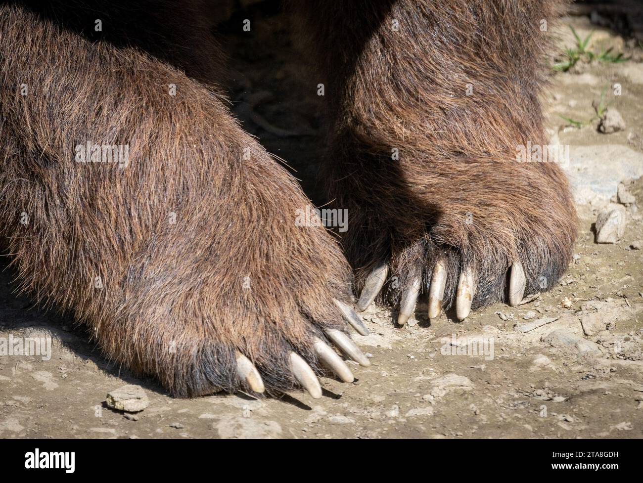 Paws of the bear. Big furry animal. Close up, shot. Stock Photo