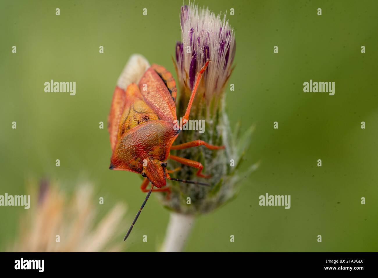 Orange bug,  with black eyes on the green plant , purple flower. Scotch thistle. Stink bugs.  Pentatomidae family Stock Photo