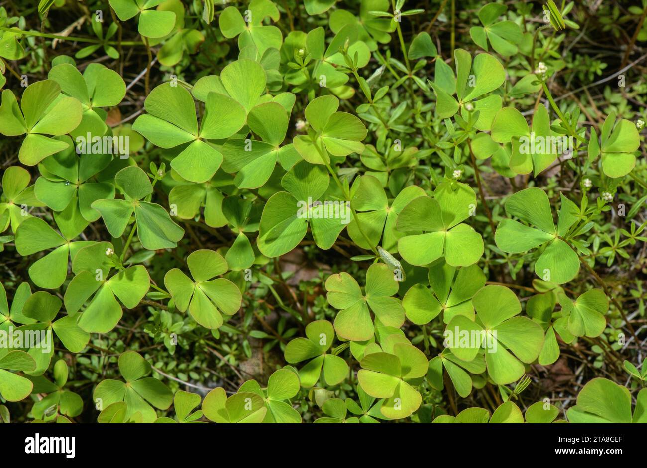 Leaves or fronds of a fern, European waterclover, Marsilea quadrifolia Stock Photo