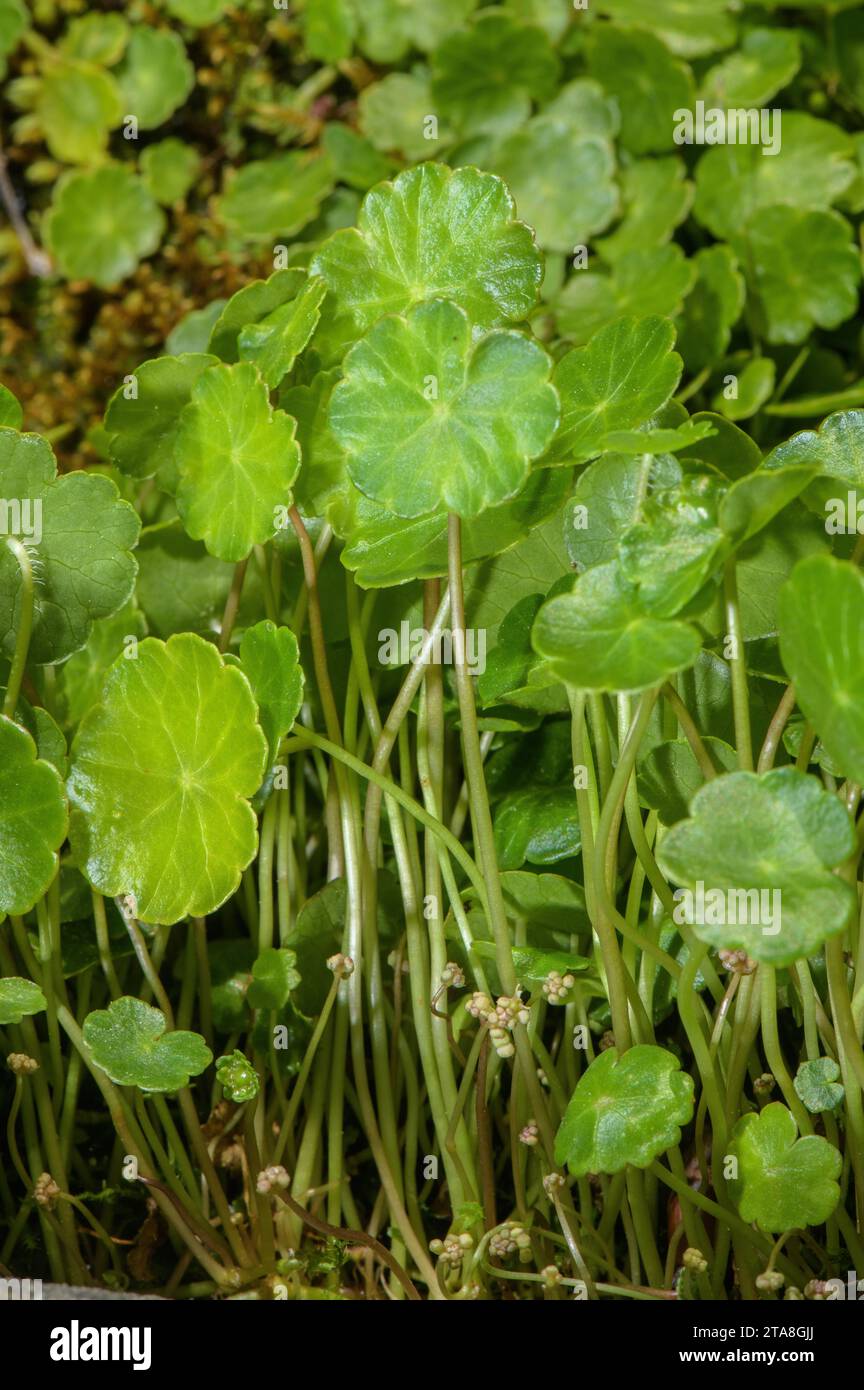 Marsh Pennywort, Hydrocotyle vulgaris in flower in damp acidic marshland. Stock Photo