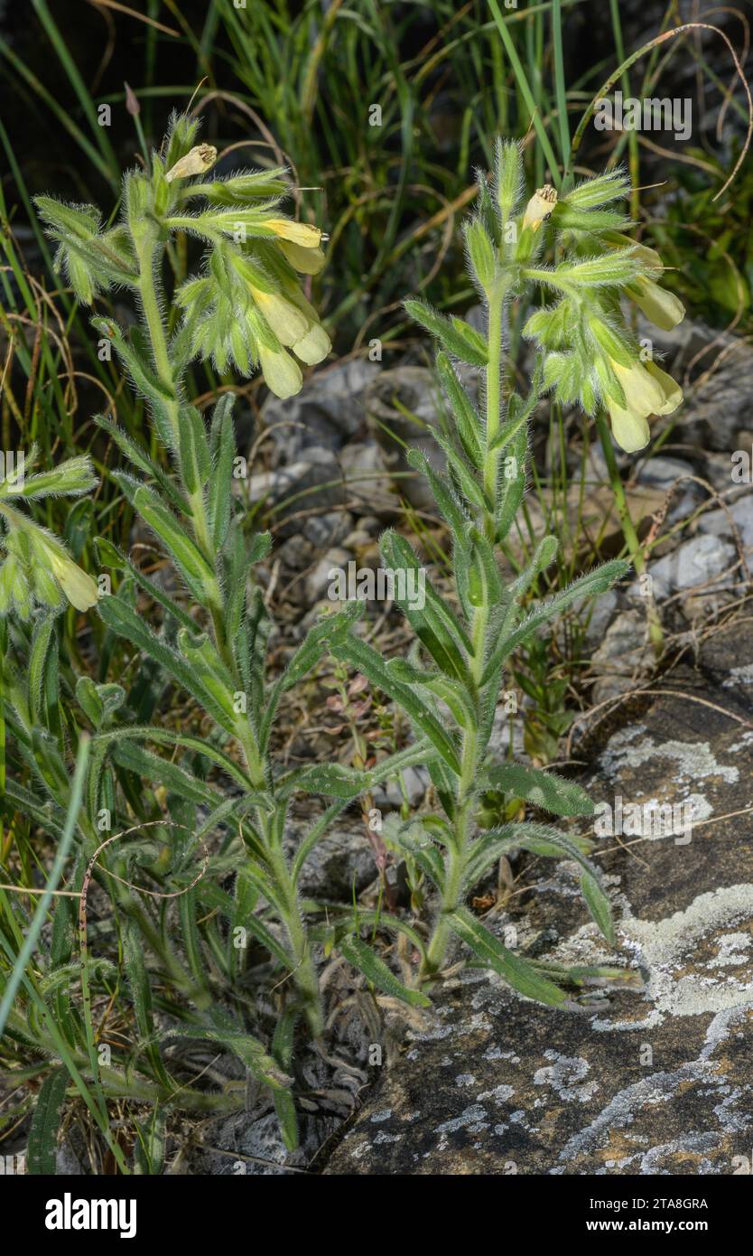 Swiss Golden Drop, Onosma helvetica in flower in the Swiss Alps. Stock Photo