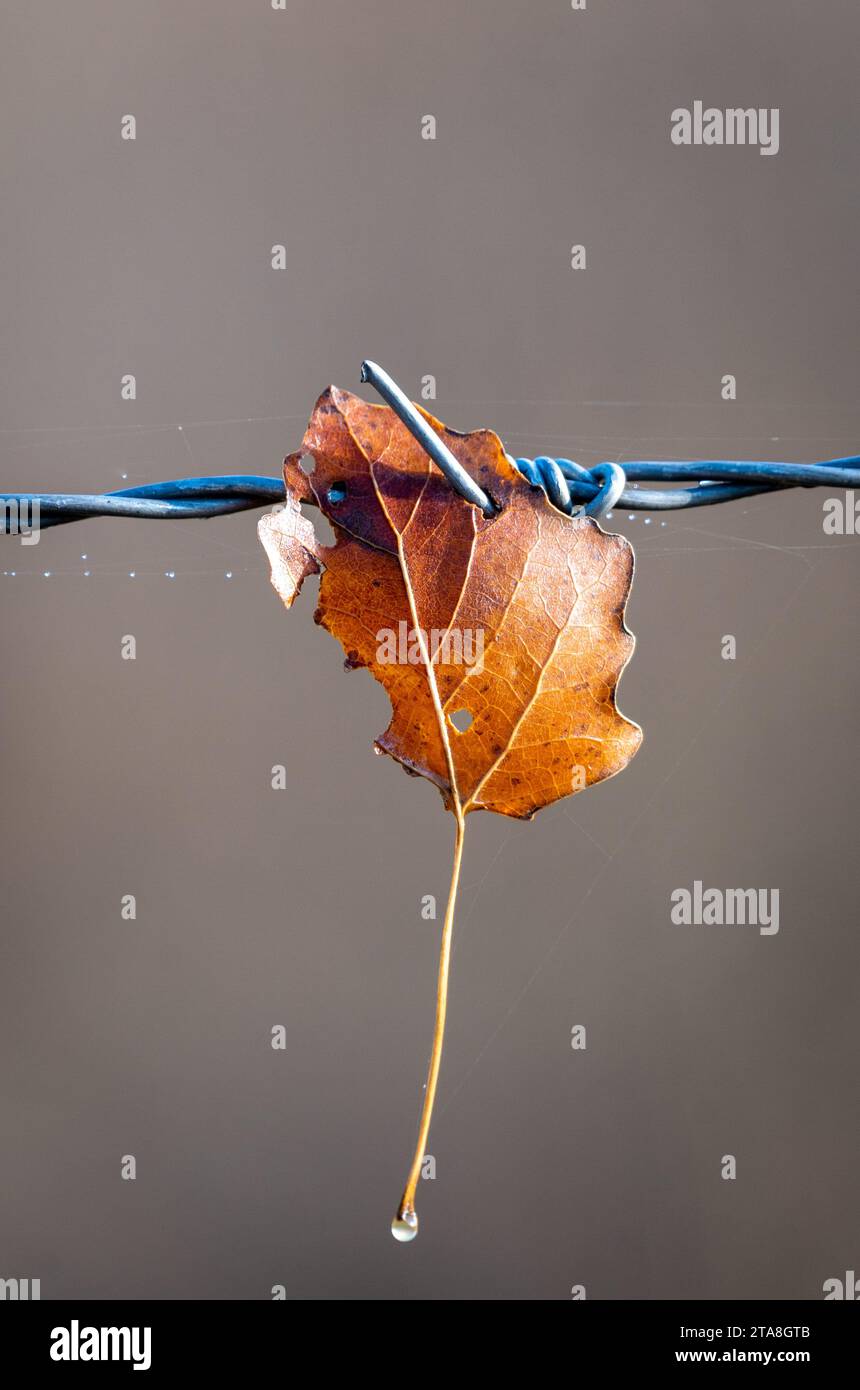 Brown maple leaf, hooked on silver, barb wire. Blurry  background. Stock Photo