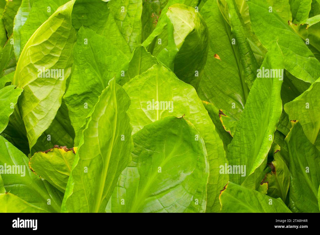Skunk cabbage along Skunk Cabbage Trail, Revelstoke National Park