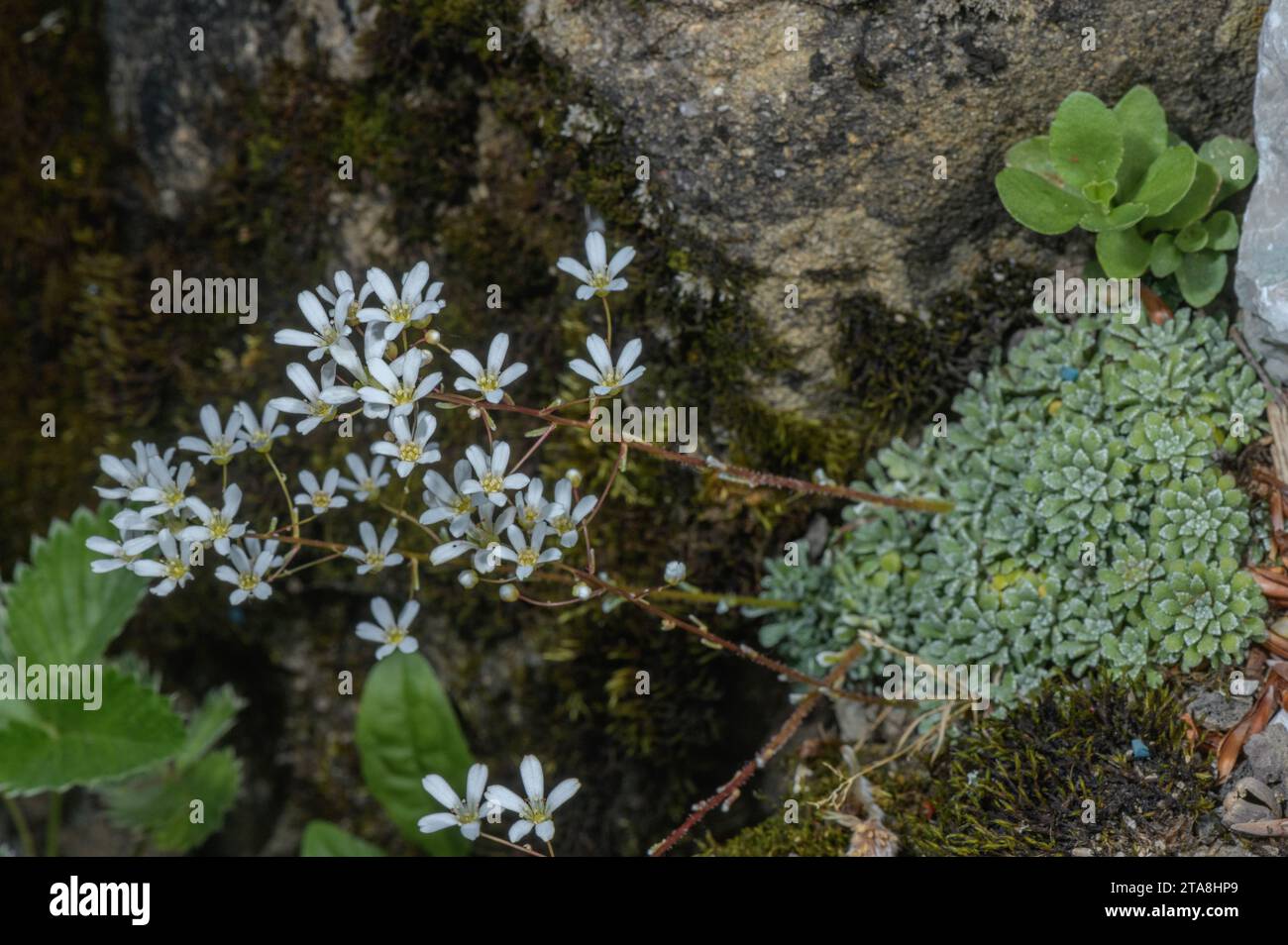 Spoon-leaved saxifrage, Saxifraga cochlearis in flower from the Maritime Alps, France. Stock Photo