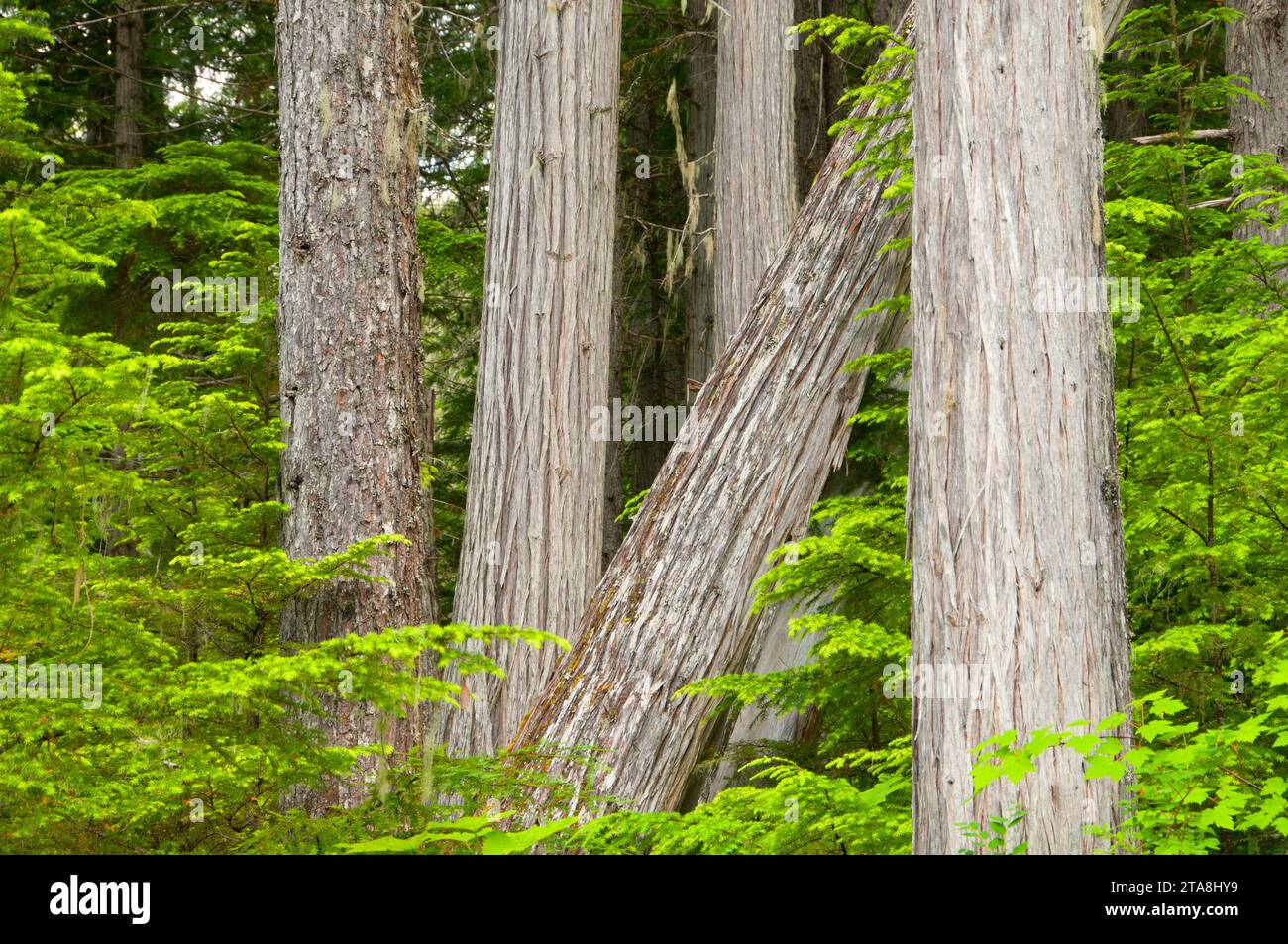 Red cedar forest, Wells Gray Provincial Park, British Columbia, Canada Stock Photo