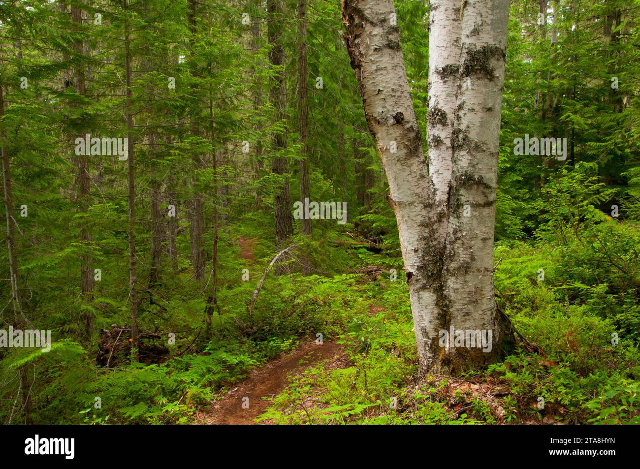 Birch on Sticta Falls Trail, Wells Gray Provincial Park, British Columbia, Canada Stock Photo