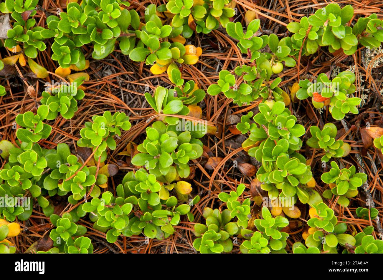 Groundcover, Jackman Flats Provincial Park, British Columbia, Canada