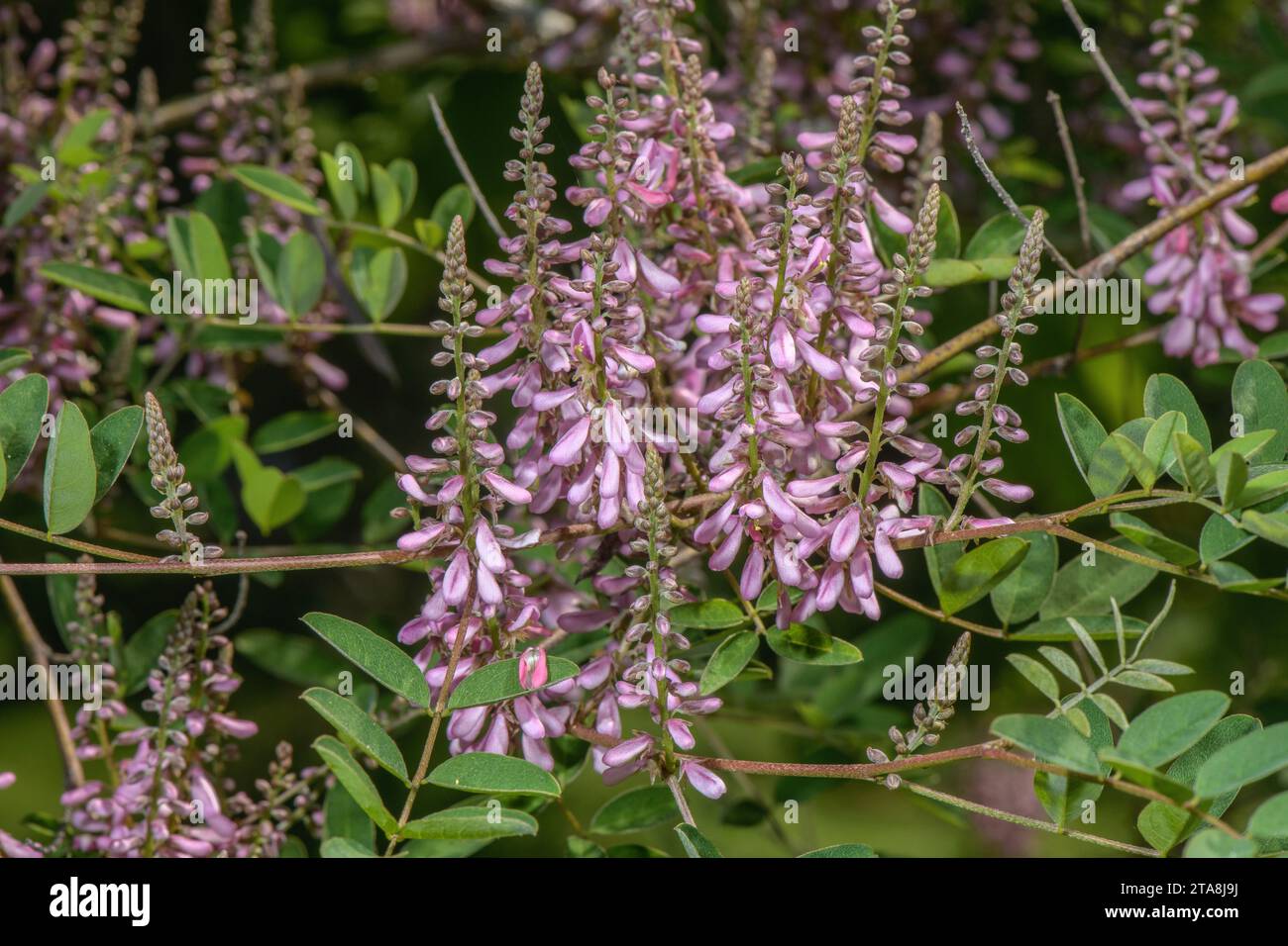 Himalayan indigo, Indigofera heterantha, in flower, from the Himalayas. Stock Photo