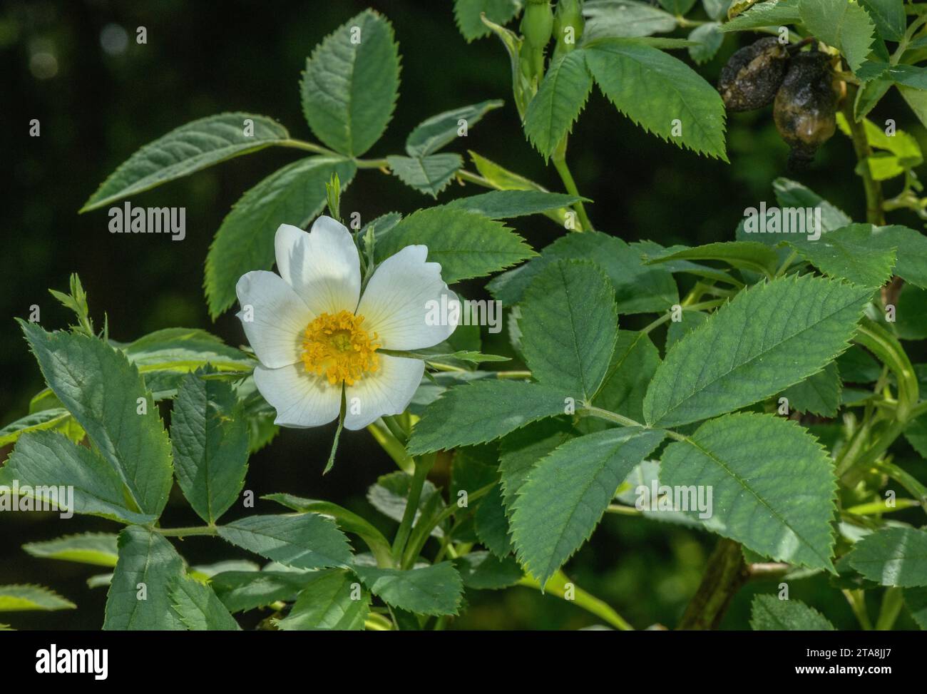 Pine Rose, Rosa abietina, in flower in the Italian Alps. Stock Photo