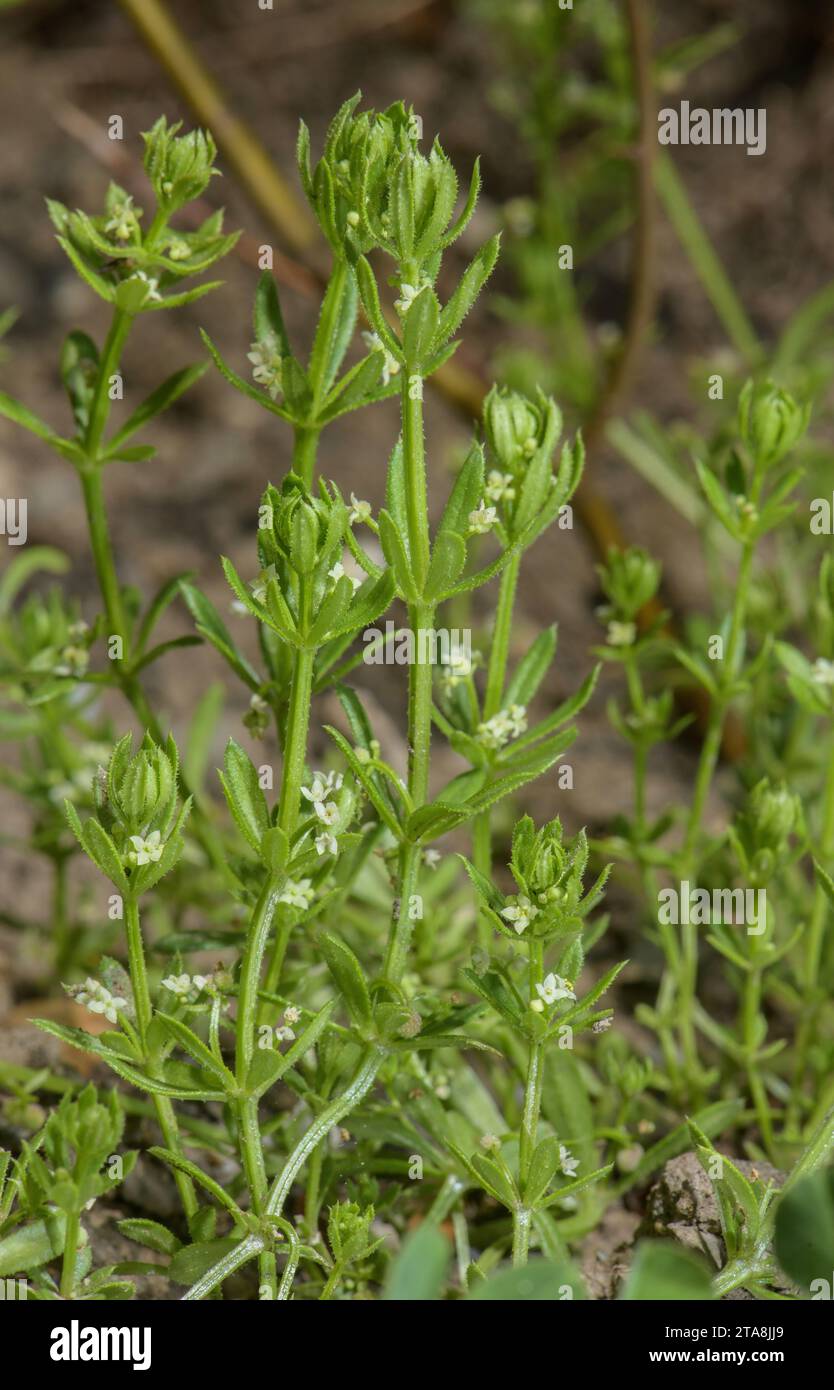 Southern cleavers, Galium verrucosum, in flower; from mediterranean and south Europe. Stock Photo