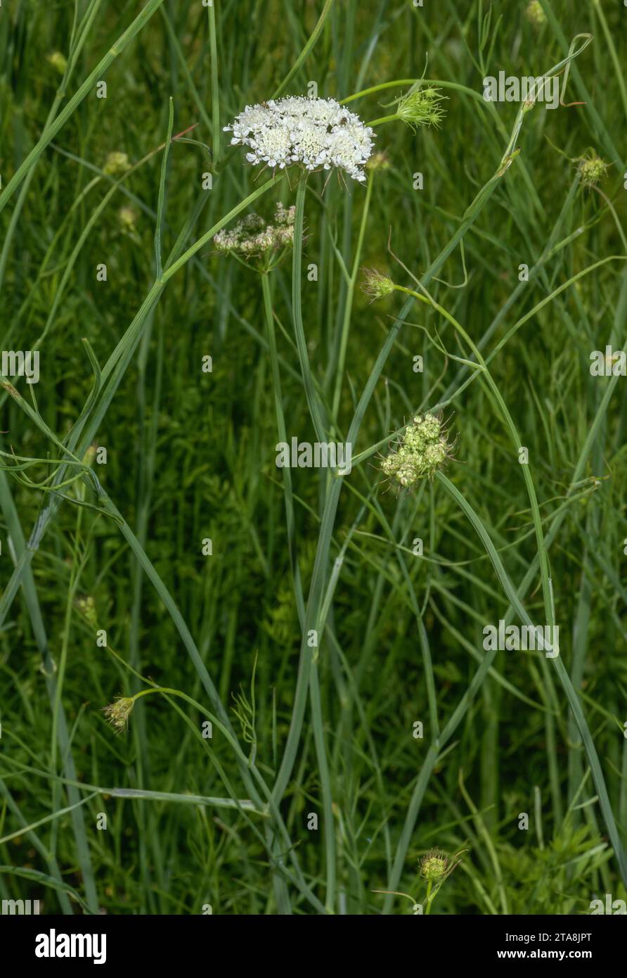 Great pignut, Bunium bulbocastanum, in flower in meadow. Stock Photo
