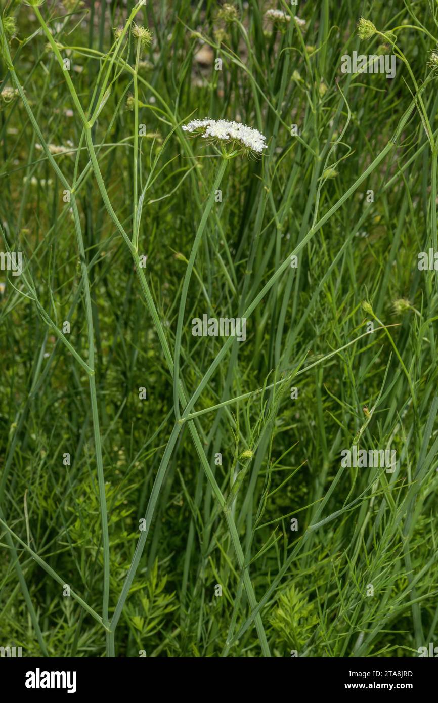 Great pignut, Bunium bulbocastanum, in flower in meadow. Stock Photo