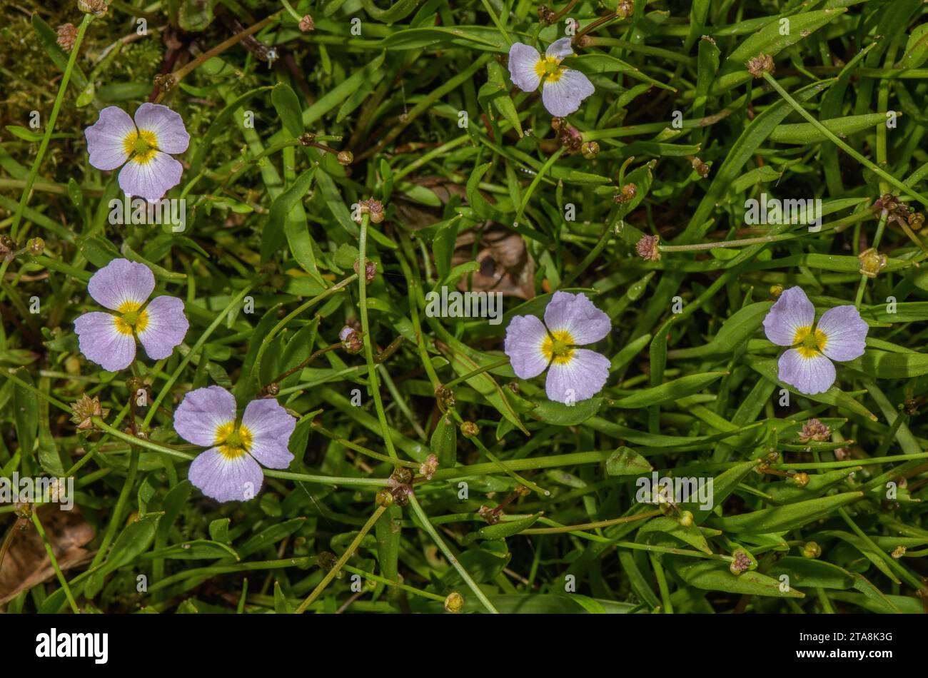 Lesser water-plantain, Baldellia ranunculoides in flower on muddy pond margin. Stock Photo