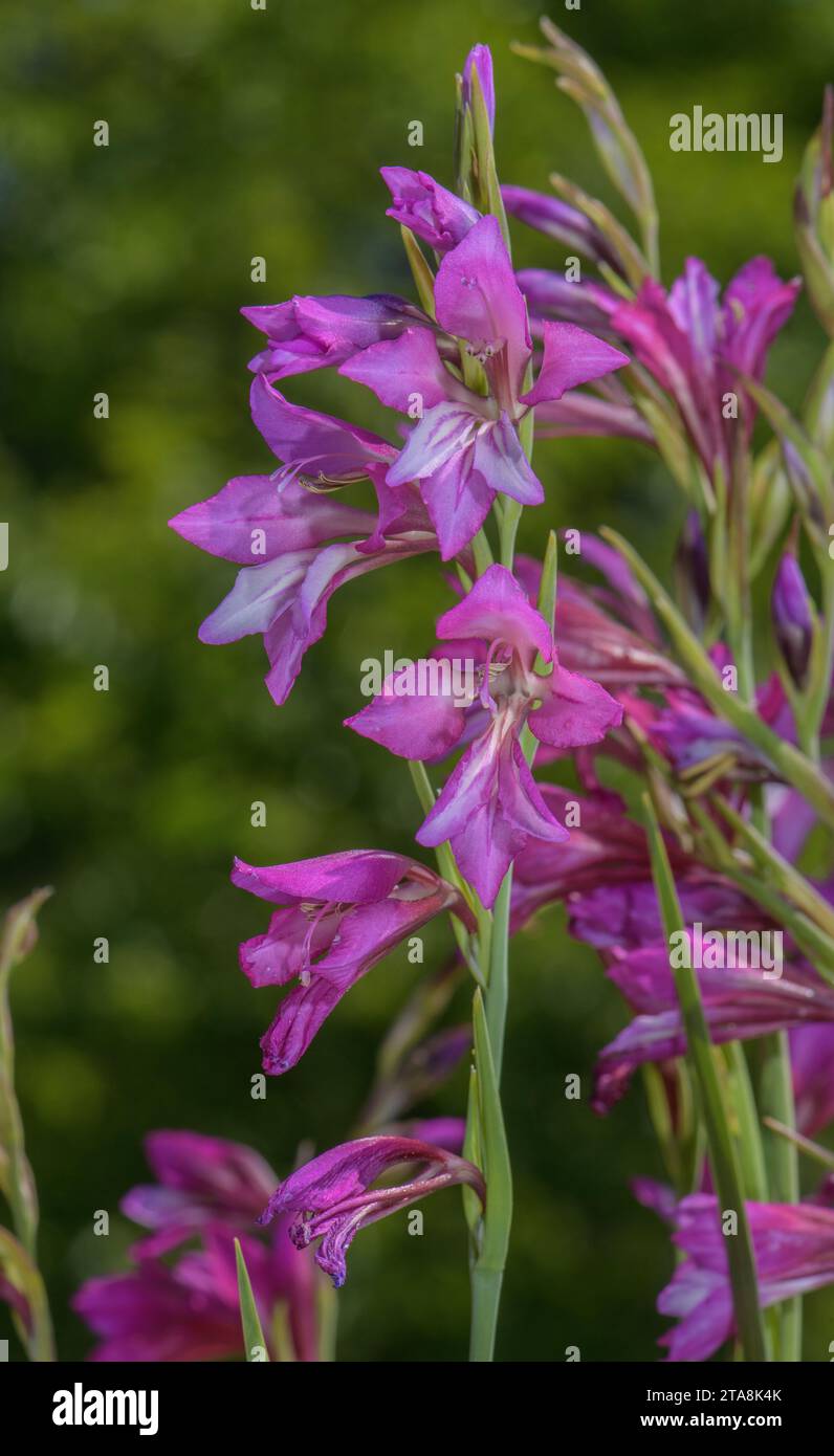 Turkish Marsh Gladiolus, Gladiolus imbricatus, in flower in marshy ground, from eastern Europe and Turkey. Stock Photo