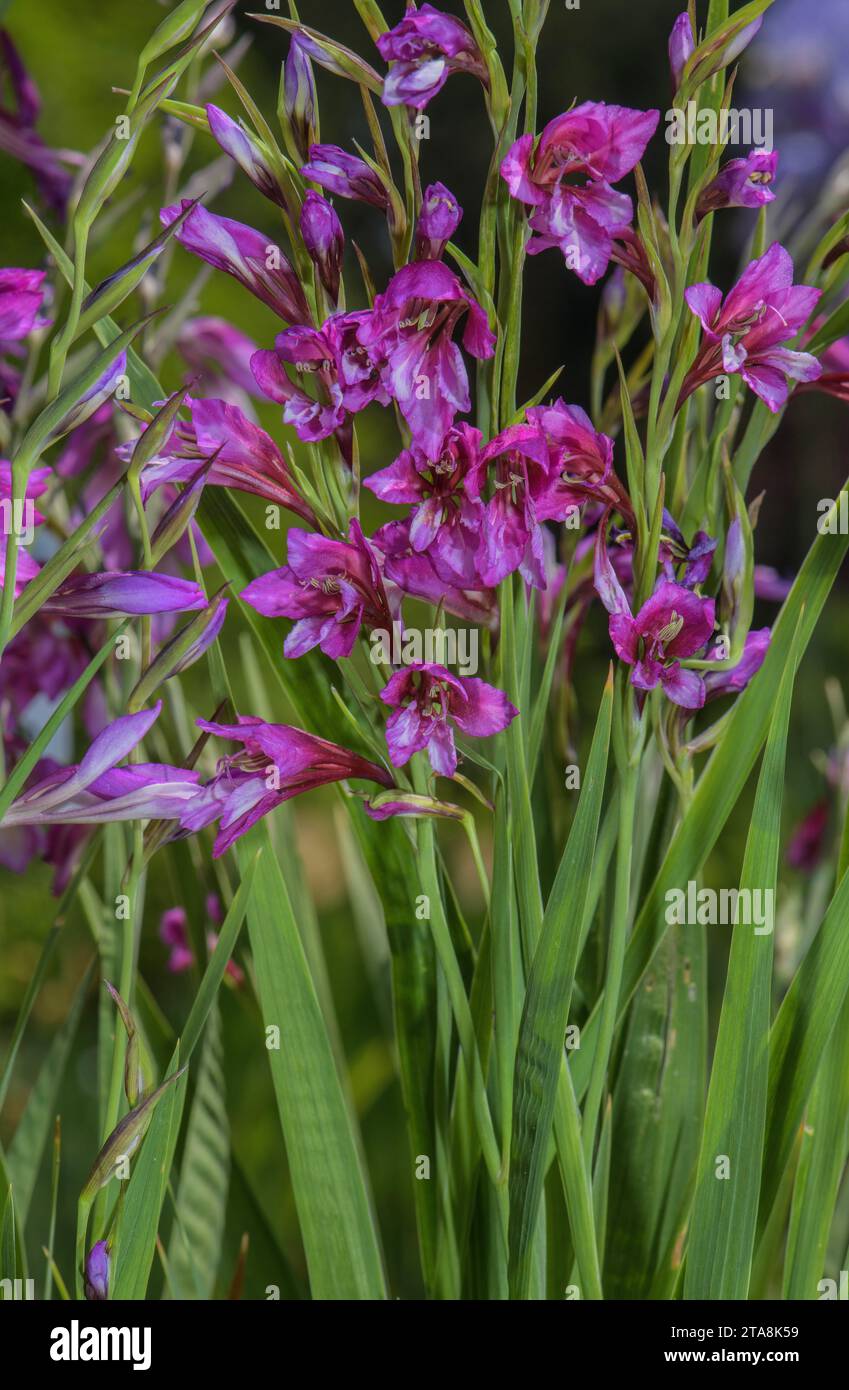 Turkish Marsh Gladiolus, Gladiolus imbricatus, in flower in marshy ground, from eastern Europe and Turkey. Stock Photo