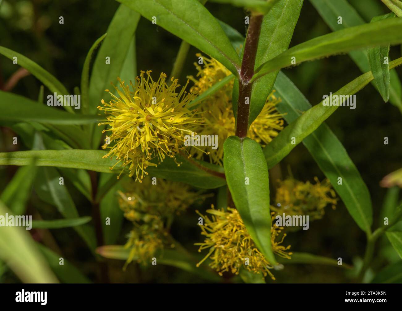 Tufted loosestrife, Lysimachia thyrsiflora, in flower in lakeside marshland. Rare in UK. Stock Photo