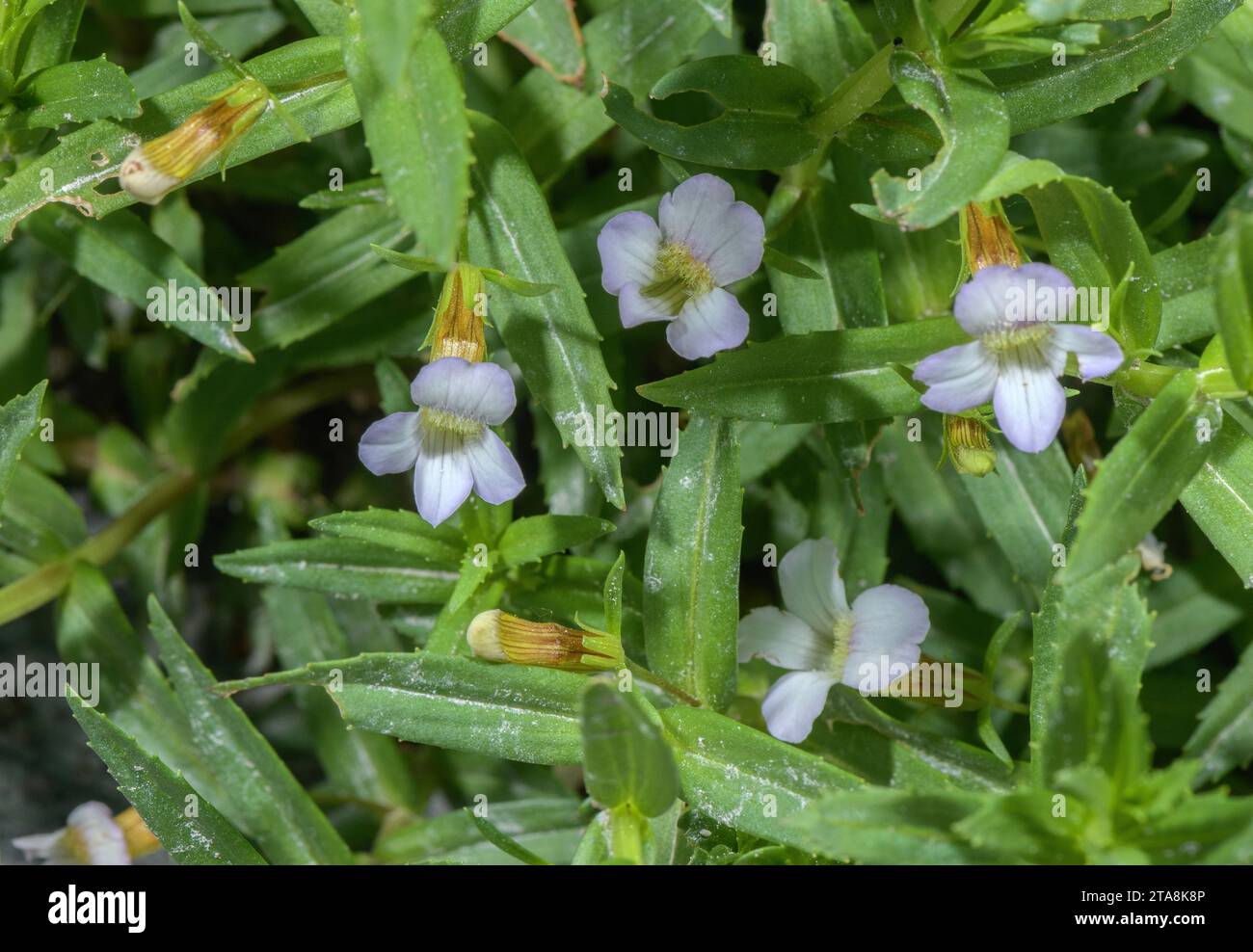 Water hyssop, Gratiola officinalis in flower in marshy ground, France Stock Photo