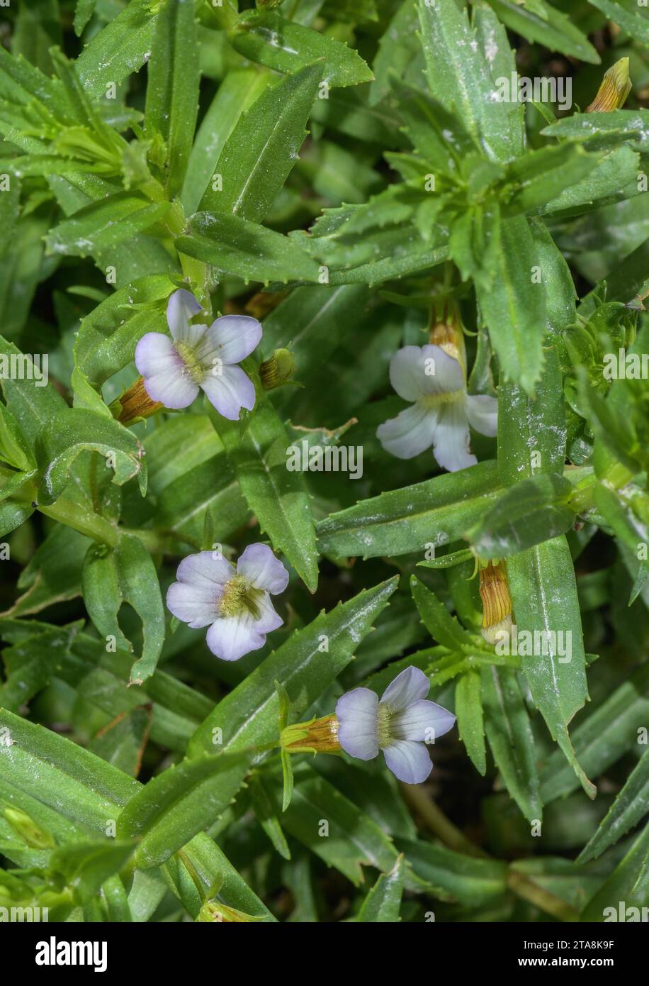 Water hyssop, Gratiola officinalis in flower in marshy ground, France Stock Photo