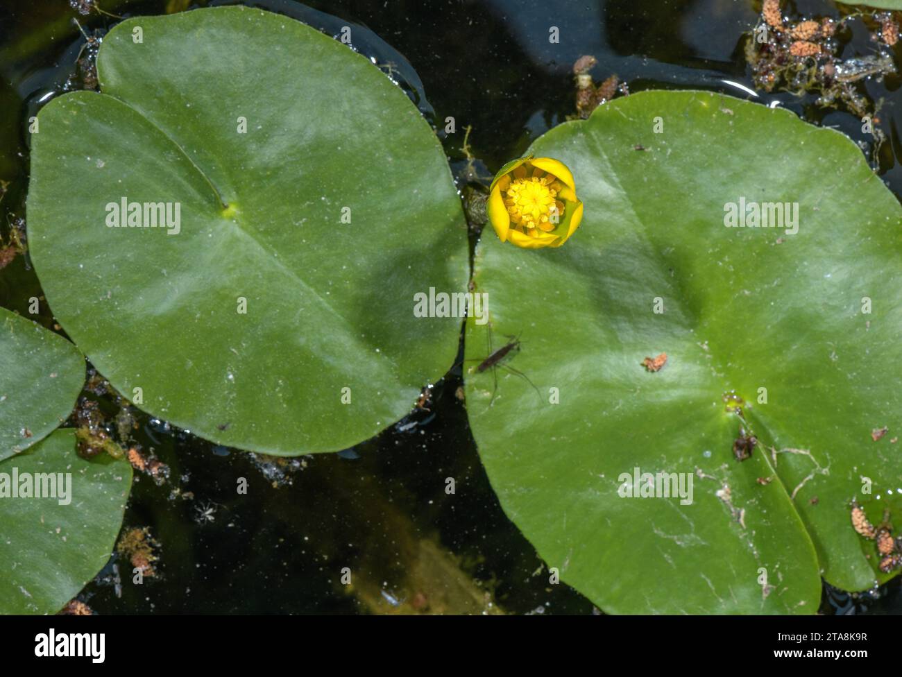 Least water-lily, Nuphar pumila in flower in small pond, northern Europe. Stock Photo