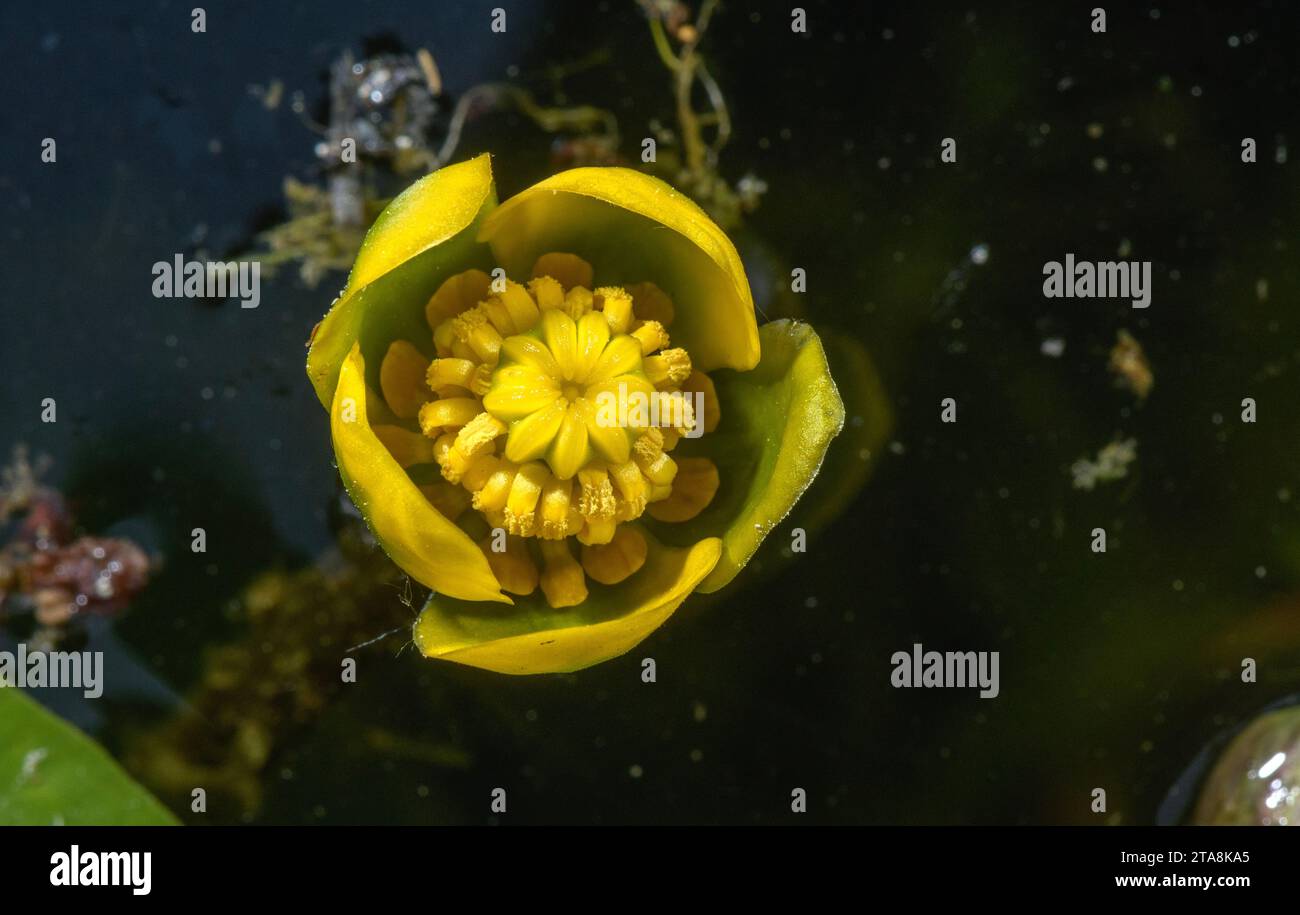 Least water-lily, Nuphar pumila in flower in small pond, northern Europe. Stock Photo